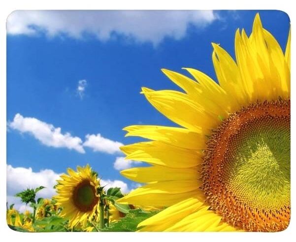 Коврик Buro BU-M20036, рисунок: подсолнухи